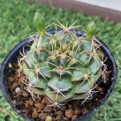 サボテン ギムノカリキウム属 麗蛇丸