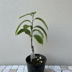 宮崎マンゴー苗木　無農薬　ポットのまま　発送　宮崎マンゴー苗木999マンゴー苗木 宮崎マンゴー苗 マンゴー苗 無農薬 宮崎マンゴー苗 ポットのまま 発送