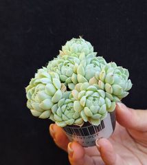 ☆ボールオブファット☆多肉植物