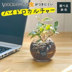 観葉植物 ハイドロカルチャー アイビー ヘデラ 土をつかわない ミニ観葉 母の日 初心者 小さい おしゃれ 開店祝 お祝い 卓上 玄関 リビング インテリア リビング 送料無料