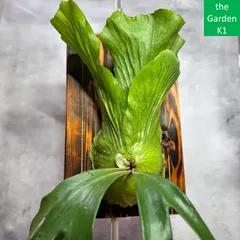 2026年最新】ビカクシダ ステマリアの人気アイテム - メルカリ