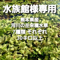 水族館様専用 熊本の河川の在来種水草 【アナカリス も販売中】
