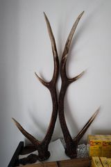 蝦夷鹿の落ち角,「※31本セット」 ,※5万円から毎日お値下げします。 蝦夷鹿の落ち角,「※31本セット」 ,※5万円から毎日お