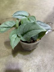 スキンダプサス・プラチナ　４号　ネガミエル　観葉植物　丈夫　インテリア　グリーン　上品　キレイ　可愛い　ハンギング