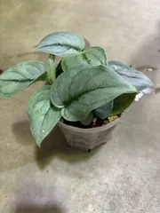 2025年最新】scindapsus スキンダプサスの人気アイテム - メルカリ