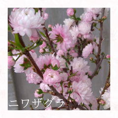 ニワザクラ【開花終わり】（3号）八重咲き　庭桜　苗木　ピンク　バラ咲き　植木　庭木　さくら