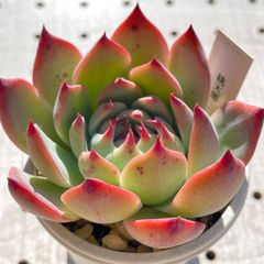桃太郎　多肉植物　エケベリア