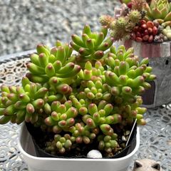 多肉植物 ☘️ ルビーティント いっぱい 抜き苗