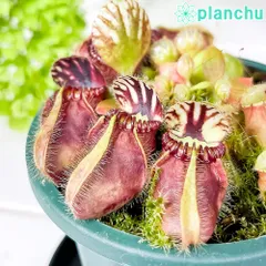 2025年最新】食虫 セファロタスの人気アイテム - メルカリ