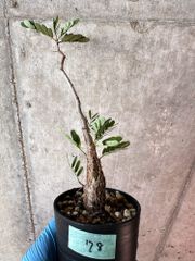 【現品限り】センナ・メリディオナリス 実生【A78】 Senna meridionalis【植物】塊根植物 夏型 コーデックス