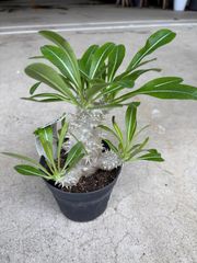 恵比寿大黒　パキポディウム　コーデックス　多肉植物　観葉植物　インテリア　グリーン　黄色　花