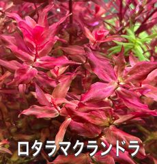 ロタラマクランドラ　5本