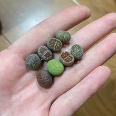 速達＊多肉植物 リトープス セット④