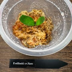 P.willinckii cv.Nano【PLANTSMAN sp】