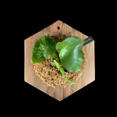 【特価】光沢のある胞子葉  | P. ellisii | 板付