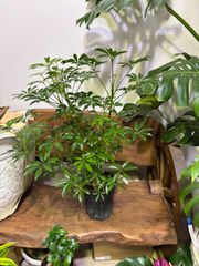 シェフレラ・コンパクター　5号　カポック　観葉植物　母の日　プレゼント　贈り物　育てやすい　初心者