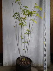 最終値下げ品　山採りアオダモ AO1 H210cm W70cm 最終値下げ品 山採りアオダモ AO1 H210cm W70cm 最終値下げ品 山