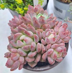 ☆スモールピーチ　☆群生　多肉植物