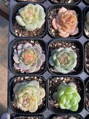 抜き苗 タンシンミックス MY29×40株 ふっくら 多肉植物 エケベリア サボテン 韓国苗 新入荷