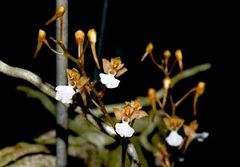 ★洋蘭★原種★Microcoelia cornuta★ミクロセリア コルヌータ★着生蘭★無葉蘭★珍奇植物★マダガスカル原産★希少種★5-13