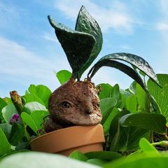マンドレークの赤ちゃん人形（作品）観賞用植物人形
