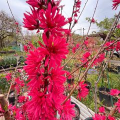 花桃　京舞子　菊咲　苗木