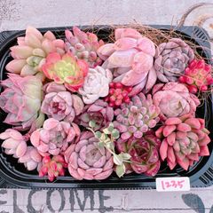 多肉植物 寄せ植え用 ピンクの子♡1235