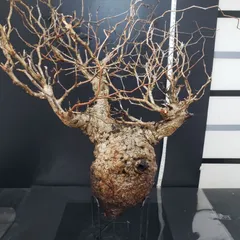 2025年最新】オペルクリカリア パキプス ベアルートの人気