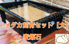 メダカ飼育ケース【大】麦飯石セット