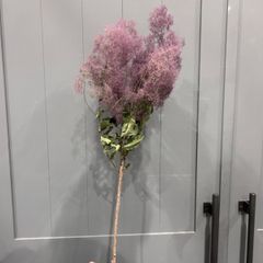 今季品　ルビー色スモークツリー　中枝　ドライフラワー