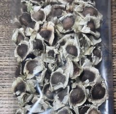 モリンガの種300粒くらい【原産国インドから良質のモリンガの種が届いております。】 #モリンガ  #moringa