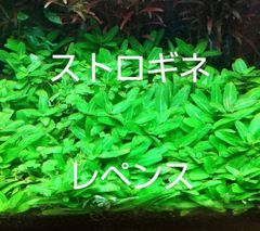 ストロギネレペンス　 5株