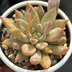 ★人気レア品種！★トリマネンシス×ザラゴーサSPノバ 多肉植物 （抜き苗）自家繁殖 国産