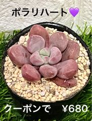 ポラリハート💜 多肉植物 多肉 エケベリア 紫 人気 ぷっくり