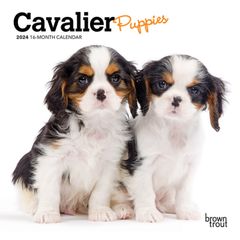 【輸入版】2024年 子犬のキャバリア ミニ カレンダー / ブラウントラウト  (Cavalier King Charles Spaniel)