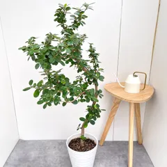 2025年最新】希少ガジュマルの人気アイテム - メルカリ