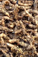 イワチドリ 塊根(芋) 抜き苗3株のサムネイル