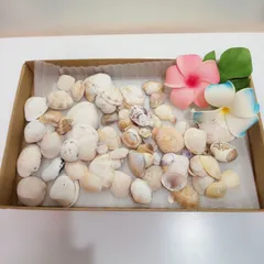 貝殻 アソート 詰め合わせ 一枚貝 二枚貝