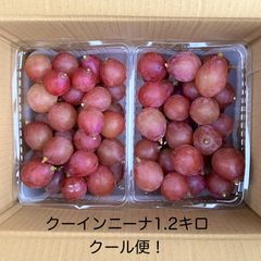 山梨県産クイーンニーナ　粒　1.2キロ