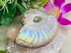 アンモナイト出品 ♡ 2025年最新】アンモナイトの人気アイテム - メルカリ