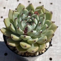 原種ザラゴーサ　多肉植物　エケベリア　韓国苗