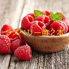 大特価 美味 厳選 ラズベリー苗5点セット 鉢ごとメルカリ便発送