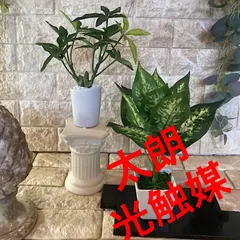 2023年最新】観葉植物 フェイクグリーン パキラの人気アイテム - メルカリ