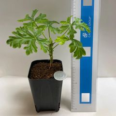 多肉植物　コーデックス　ペラルゴニウム　エキシベツ　抜き苗　根付き
