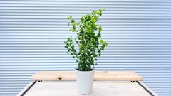 【観葉植物】フィカス　ベンジャミン　バロック　5号鉢
