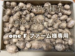 琉球自然薯　クーガ芋　種芋　箱込2キロ
