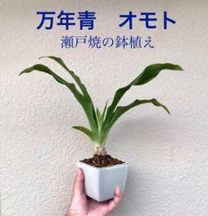 万年青　オモト　鉢植え　瀬戸焼