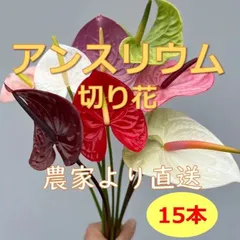 2025年最新】アンスリウムレッドの人気アイテム - メルカリ