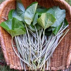 葉わさび、茎わさび　1kg