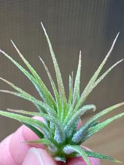 【ネコポス】チランジア イオナンタ パープルハート Tillandsia ionantha  'Purple Heart' キンクマ農園☆T0113
